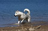 SIBERIAN HUSKY 603